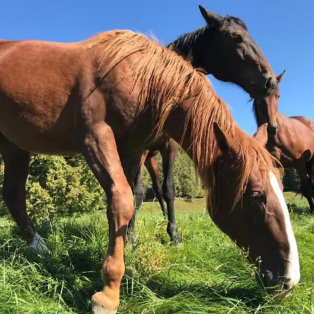 Appartement Oleandra With Garden&swimming Pool