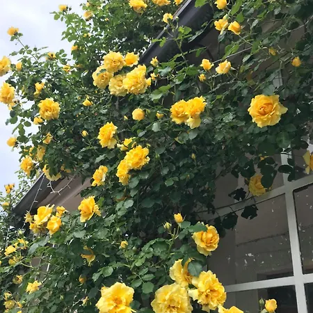 Oleandra With Garden&swimming Pool Appartement