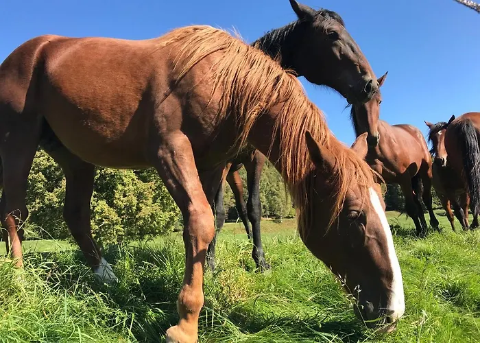 Апартаменты Oleandra With Garden&swimming Pool