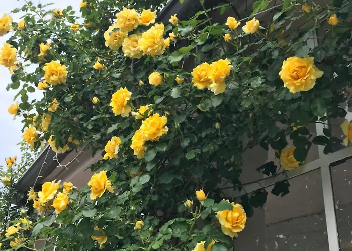 Oleandra With Garden&swimming Pool Апартаменты